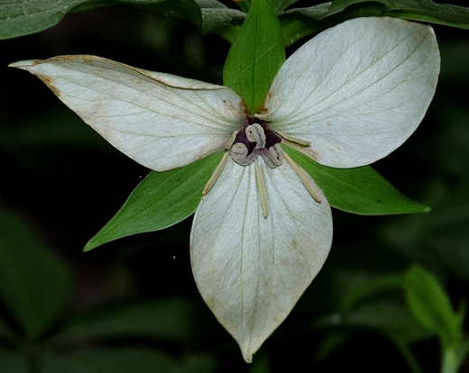 {Trillium vaseyi}
